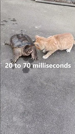 The fastest reflexes in the world?