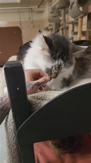 Understanding the Importance of Ethical Animal Adoption