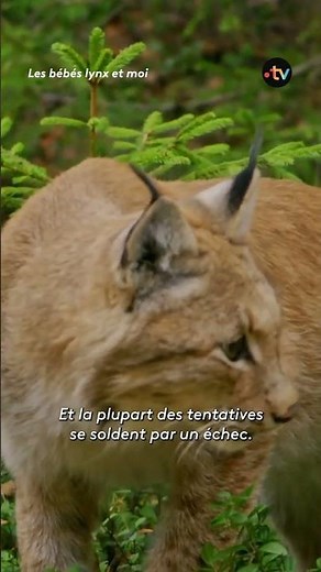 Pour chasser, ce lynx fait un spectaculaire bond de 8 mètres ! #animaux #lynx #francetv