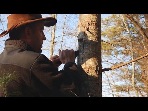 Wild Edible Plants: Pine Tree Inner Bark