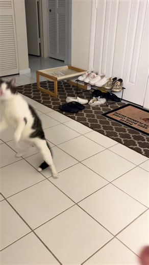 #damian #omencat #catsoftiktok #cat