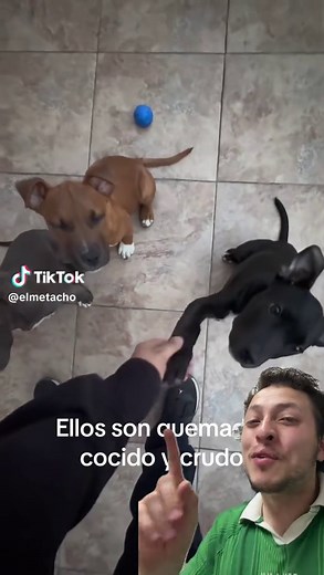Mujer tiene sexo con perros: Reflexiones y Humor