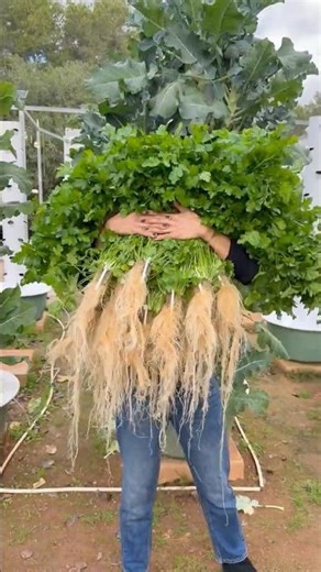 Planting crops according to their seasons & growth cycles is the key for optimal crops #farming