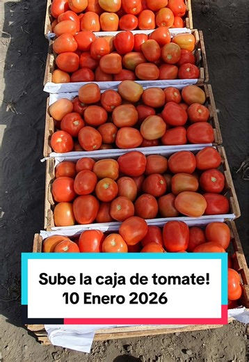 ¡Gran noticia para los Tomateros el 10 de enero!