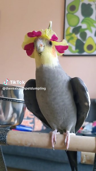 Fashion Extravaganza #cutepets #adorablepets #cockatiel #animals # #cockatielbirds #cockatielsoftiktok #cockatielsoftiktok #cockatiellove #petsoftiktok #birdsoftiktok