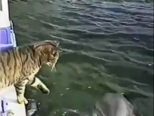 Cat And Dolphin Playing