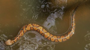 Watch your step: These 5 Oklahoma lakes were ranked most snake-filled by World Atlas