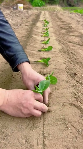 Preparing the land by making lanes with a tool, getting everything ready for planting 🌱