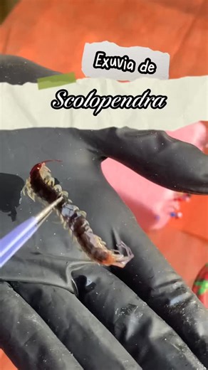 Aramara on Instagram: "Día de arreglar insectos: SCOLOPENDRA (Exuvia)🐛🕷️ El día de hoy no estoy montando un insecto en sí, si no, una exuvia de #scolopendra o ciempiés 🦶🤭 tu dirás, y qué es una exuvia? Bueno, este es un friendly reminder de que los insectos no tienen huesos 🦴 (aunque aveces veas "esqueletos" de araña en Walmart por Halloween 😂) pero poseen un exoesqueleto quitinoso para protegerse. En medida que el bicho crece, este exoesqueleto les queda chico y tienen que mudarlo, podría