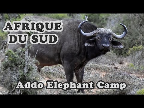 Les buffles d'Afrique