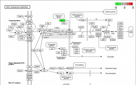 KEGG Pathway Map基因、化合物加颜色及pathview渲染演示