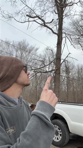Efficient Tree Cutting with a 30-Foot Pole Saw
