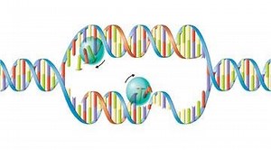 Fases de la replicació de l'ADN