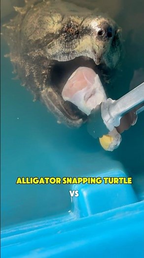 Polite Alligator Snapping Turtle Eats Dinner 😳🐢#shorts #snappingturtle