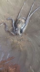 223K views · 190 reactions | Octopus discovers a hidden beach treasure! ✨ | Be GIF | Facebook