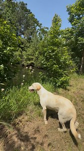 🚨 Honey Has Heartworms — And Needs Your Help 🐾 Update on sweet Honey we rescued about two weeks ago: She tested positive for heartworms, a deadly but preventable condition that affects nearly 70% of the dogs we rescue off the streets in Texas. 💔 If you’re not familiar with heartworms, here’s what you need to know: 🦟 Mosquitoes transmit heartworms, and with the heat, standing water, and flies here in Texas, it’s almost guaranteed for unprotected dogs to be infected. 🐶 The scary part? You oft