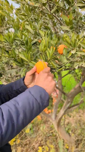 🍊 Freshly picked from our garden! These Black Blood (Red) Oranges are naturally deep red inside, juicy, sweet, and full of flavor ❤️ Straight from the orchard to your table – pure freshness you can see and taste! Hashtags: #BlackBloodMalta #RedMalta #BloodOrange #FreshFromGarden #OrganicFruit #NaturalRed #JuicyMalta #Khanpur #FarmFresh #WinterFruit #PakistanFruits | Khanpur Dam