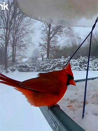 Bright Red Cardinals Amidst Snowstorm Scenes