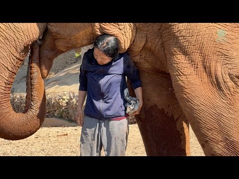 Elephants Choose Their Favourite Human! - ElephantNews