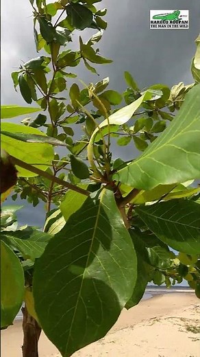 Indian Almond (Terminalia Catappa)