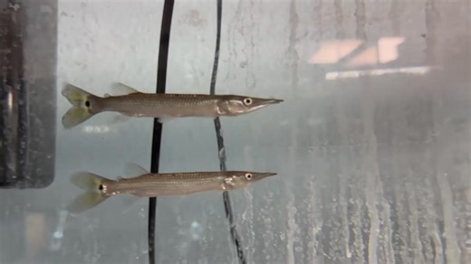 Hujeta Gar – A sleek, silver predatory fish known for its elongated body and sharp jaws. Native to South America, it’s a surface dweller that prefers spacious tanks with open swimming areas. Peaceful toward larger tankmates but may prey on smaller fish. | Pet Zone Tropical Fish, San Diego, California