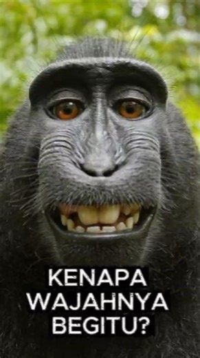 Kenapa Yaki Selalu Terlihat Marah… Padahal Itu Cara Mereka Berkomunikasi?
