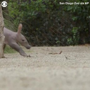 BABY STEPS 😍 A baby aardvark was seen walking around her enclosure at the San Diego Zoo in #California recently. She's the FIRST aardvark pup born at the zoo in over 35 years. The zoo says mom and daughter are doing well. | Atlanta News First