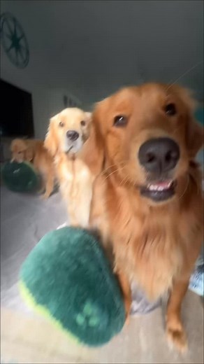 Daily snaps 11/5/25 | The Golden Ratio