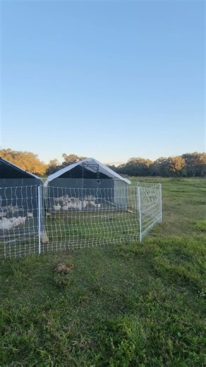 That wild cold front is over so more birds were brought out to the pasture this evening. Then we strip and clean the brooder coop tomorrow. And Parkland Market on Sunday. We have a limited amount this weekend on meat and eggs. Still feeling the affects from the raccoon massacre in October  December we will be fully stocked and im excited to jump into other locations and Markets. | Red Beard Ranch | Facebook