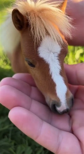 These Mini Horses Followed Me Like Puppies Around the Ranch