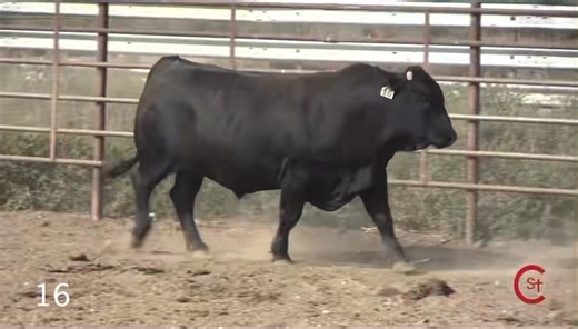 2.8K views · 41 reactions | Every bull sold this Saturday will have passed a BSE exam and have a negative trich test. They will be ready to be shipped to any state and be ready to breed. Hope to see you in Springfield, MO on October 11th at 11:00 am. | St. Clair Beefmasters | Facebook