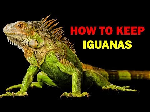 How to keep iguanas (Weird and Wonderful Pets Episode 13 of 15)