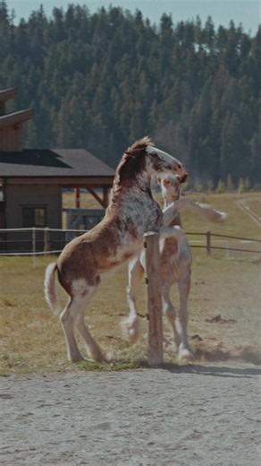 EquiKnox and Freedom Ray love playing together. | horses videos