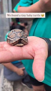 20 reactions | Baby turtle rescue  We found this tiny one lost in the camp so released her in the bush to be safe and free 﫶 #wildlifeconservation #southafrica #turtle #volunteer | DAKTARI Bush School & Wildlife Orphanage | Facebook