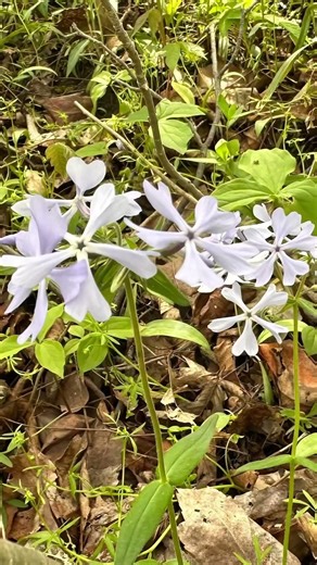 Exploring Ohio Parks and Hiking Trails enjoying the spring flowers 🌺 #easyhiking #springtime