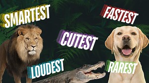 Lists and Rankings of the Animals You Care About the Most!