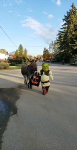 3.9M views · 59 reactions | Happy Halloween! Love Shrek & Donkey (a.k.a. Weston & Eeyore) ❤❤ Check out the professional photos by Candid Apple Photography!! * Jukin Media Verified * Find this video and others like it by visiting https://www.jukinmedia.com/licensing/view/1081497-2 For licensing / permission to use, please email licensing(at)jukinmedia(dot)com. | Cassandra Heinzman | Facebook