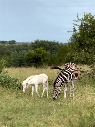 Albino Zebra Foal: A Unique Sight at Londolozi
