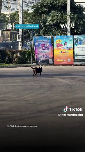 น้องหมาน่ารักเดินแปลก ทำชาวเน็ตฮือฮา!