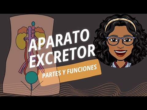 Anatomía del APARATO EXCRETOR (partes y funciones) | SISTEMA EXCRETOR (partes y funcionamiento)
