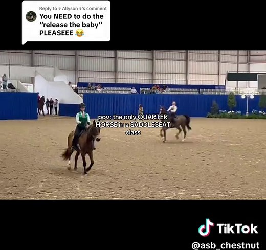 The Unique Quarter Horse in a Saddle Seat Class