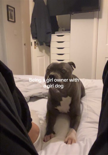 Girl owner girl dog problems🫠 #staffy #staffysoftiktok #doglove #fyp #staffylove
