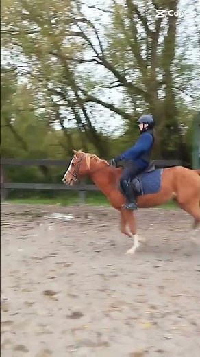 l'équitation c un sport