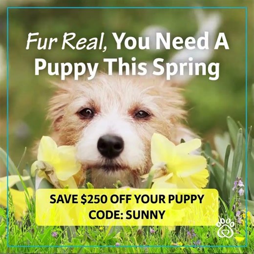 🌸 Find Your Puppy at Pawrade.com ‪@pawrade‬