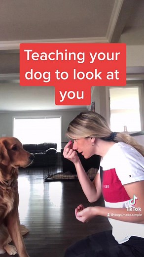 How to Teach Your Dog to Look at You on a Walk