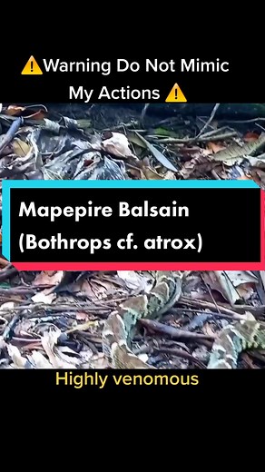 Mapepire Balsain (Bothrops cf. atrox) - Highly Venomous Snake in Trinidad and Tobago