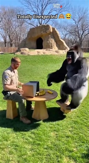 Gorilla Gets Totally Unexpected Bananas 🍌😂 #gorilla #gorillatag #funny #banana #fyp