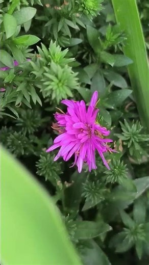 翠菊Callistephus chinensis或俗稱為紫菀Aster屬的植物，兩者都屬於菊科 #garden #能量療愈#foryou #music #nature #景區 #flowers