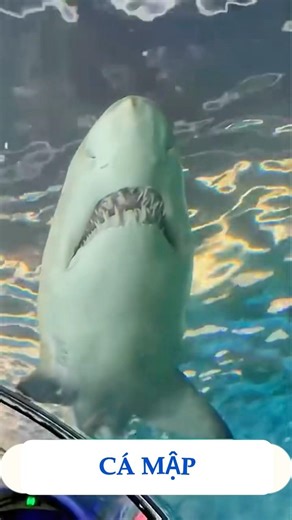 Con cá mập khổng lồ#camap #shark #beach #daybehoc #shortvideo #babyshark