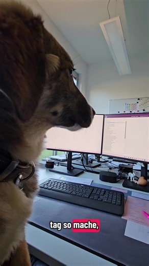 Fazit: Paulis Arbeitsmoral ist ausbaufähig, aber die Work-Life-Balance ist bei ihr eine 10/10! 🐾✨ Kollegen und Leckerlis liebt sie genau so sehr wie die Schläfchen und Spaziergänge zwischendurch. ​Habt ihr auch tierische Unterstützung bei der Arbeit? 🐶 ​#lifeofpauli #bürohund #ersterarbeitstag #hundeliebe #officedog